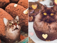 食べ物で遊んでいいのは猫だけ。猫が食べ物と合体したニャーフェクトミックスなコラ画像が生み出されている件