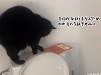 完璧な液体化を目指すため、トイレの水を流して観察を続ける猫