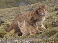 世界で最も知られていない猫。不思議と謎につつまれたハイイロネコの巣穴が発見される