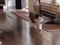 先住猫の亡き後、その愛らしいクセは後輩猫たちにしっかりと引き継がれていた
