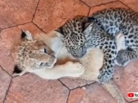 大きな子猫、いややっぱり小さなビッグキャットなのか？ライオンとジャガーの子供たちがいちゃこら戯れる光景