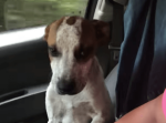 ４０度の気温の中、外に放置されていた犬を助けた女性。その後の犬の行動に涙が…。