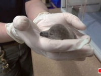 卵の中から可愛い声が！オレゴン動物園でフンボルトペンギンの赤ちゃんが生まれたよ
