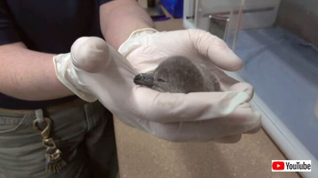 卵の中から可愛い声が！オレゴン動物園でフンボルトペンギンの赤ちゃんが生まれたよ
