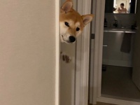 「かいぬし、おかえり～」　自宅のドアを開けたら...待ち構えていた犬の姿にびっくり仰天