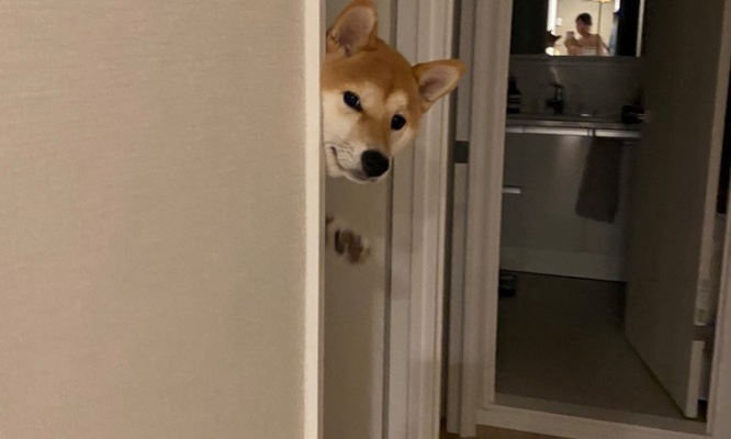 「かいぬし、おかえり～」　自宅のドアを開けたら...待ち構えていた犬の姿にびっくり仰天