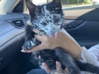 生き延びて良かった！ボロボロの状態で保護された子猫、元気になってスタバのパプチーノを大興奮で食べる（アメリカ）