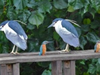 これは神様のコピペミス？バグってしまった世界線の犬や猫や鳥なんかの画像を集めてみた