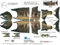 サケ（オス）が作れる（画像は水産研究・教育機構公式ウェブサイトより）