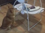 人間の赤ちゃんを寝かしつけるワンちゃん♪