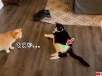 そこに入ったら試合終了。どんなに好きでも一線は越えない賢い猫