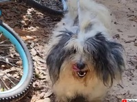 毛がぼうぼうで変わり果てた姿に。2年前に行方不明になった愛犬と家族が再会を果たす