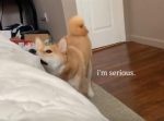 「起きて起きて〜！」なんとかしてご主人を起こそうとするワンちゃんが愛おしい！