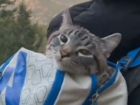 キャンプが好きな飼い主さんに保護された猫のバルーと犬のヘンリー、今ではすっかりアウトドアを楽しむ幸せファミリーになっているよ