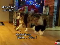 紐をくわえて猫をじゃらす犬、釣られまくる猫
