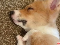 生まれつき足に障害を持つコーギー、あたたかい家庭に引き取られてハッピーライフを満喫する