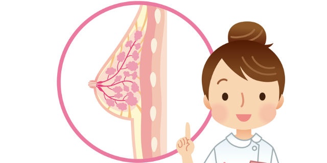 乳腺の解説