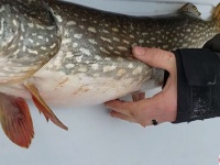 釣り上げたノーザンパイクのお腹が動いていたのでさばいたところ、生きのいい魚が出てきた（アメリカ）