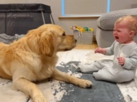 愛犬「ごめんね、わざとじゃないんだよ！」泣き出してしまった赤ちゃんに、やさしくご機嫌をとるゴールデン