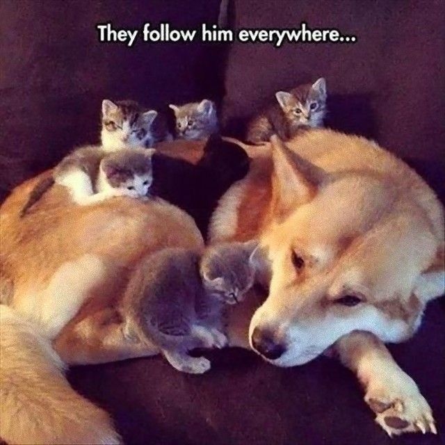 catndogcute14_e