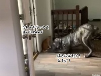気分じゃない。犬と遊びたくない猫のとった作戦が巧妙すぎた