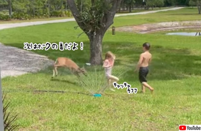 子鹿も仲間に入りたい。人間の子供たちに混ざってスプリンクラーで遊ぶ