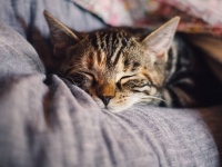 シンガポールで猫の飼育が解禁、公営住宅で猫を飼うことが34年ぶりに認められる