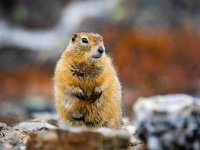 北極リスを研究することで宇宙飛行士が冬眠できるようになるかもしれない