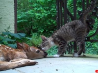 生まれたばかりの小鹿を保護したところ、初めて見る小鹿に興奮が抑えきれない子猫