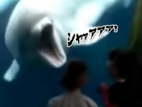 「おまえらガオォオ！」シロイルカがヒト科の子どもたちを驚かすのに興味を持った。