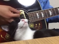 ギター弾くなら俺を弾け。飼い主のギター演奏中弦に紛れ込む猫