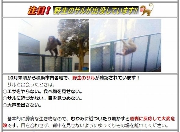 大田区出没のサルと同じと見られている（神奈川県警鶴見署のホームページから）