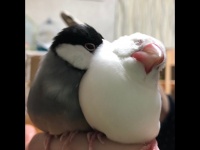 気持ちよさそう...（ひつじさんのツイートより）
