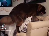 自分がまだ小さいと思っている超大型犬、犬の学校で小型犬に抱き着きつぶしそうになり出禁に
