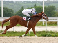 サブちゃんの「キタサン」が優勝！馬にほれ込んだ芸能人