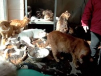 ウクライナで保護された動物たち～国外での受け入れと現地シェルターの現状レポート