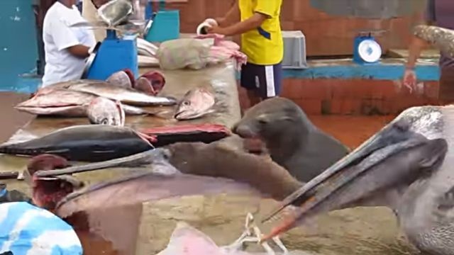 fishmarket2