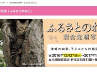 にゃんこに癒されたい...（画像は公式サイトより）