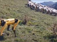 仕事を選ばないあの犬型ロボット「スポット」が、今度は牧羊犬に！？農場勤務に任命される