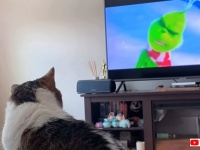 わかったわかった、テレビつけます！愛猫が映画鑑賞にハマってしまった結果