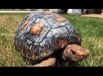 甲羅が砕けてしまったカメ。医師たちが選んだ驚きの治療法とは！？