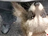 「待って待って！置いてかないで！」保護アライグマの赤ちゃんたち、スタッフの足を可愛く追いかけまわす