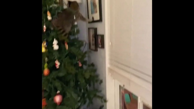 アライグマ