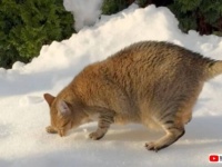 愛猫「雪なんかに負けるわけにはいかにゃいんだ！」初めて見る雪にも負けず、庭のパトロールを続ける