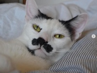 猫ってそういうとこあるから。シーツを敷くお手伝いしてるつもりが完全に飼い主の作業を増やしている猫（ポルトガル）