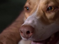 近所火災を察知した犬、尋常じゃない鳴き声で飼い主を起こし被害を食い止める