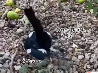 酔っ払った～！発酵したリンゴを食べ過ぎて千鳥足になるカササギ