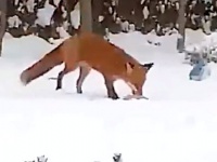銀世界で無心に遊ぶキツネぽん。それ犬のオモチャなんだけど、楽しそうだからまあいいや