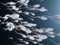 利己的な精子。精子の能力はどれも同じではない可能性（英研究）