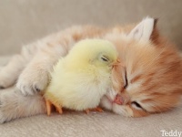 このかわいさには抗えない。子猫とヒヨコが寄り添いながら一緒にウトウト